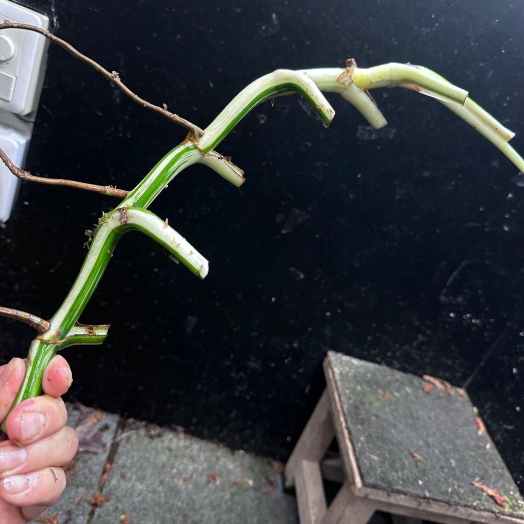 さ**様 斑入りモンステラホワイトタイガー大茎6株おまとめ