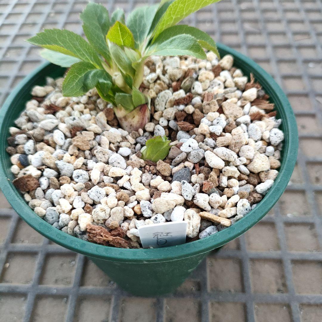 クリスマスローズ　苗