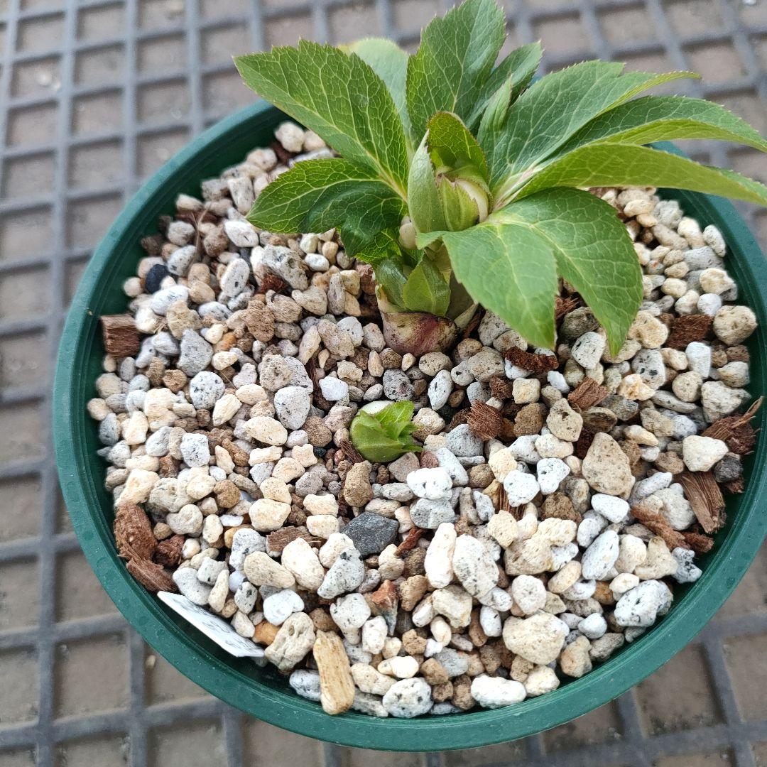 クリスマスローズ　苗