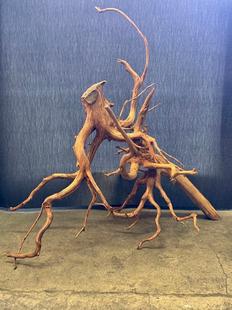 スマトラウッド・ブランチウッド 流木(大)2本組SET アクアリウム＆テラリウム