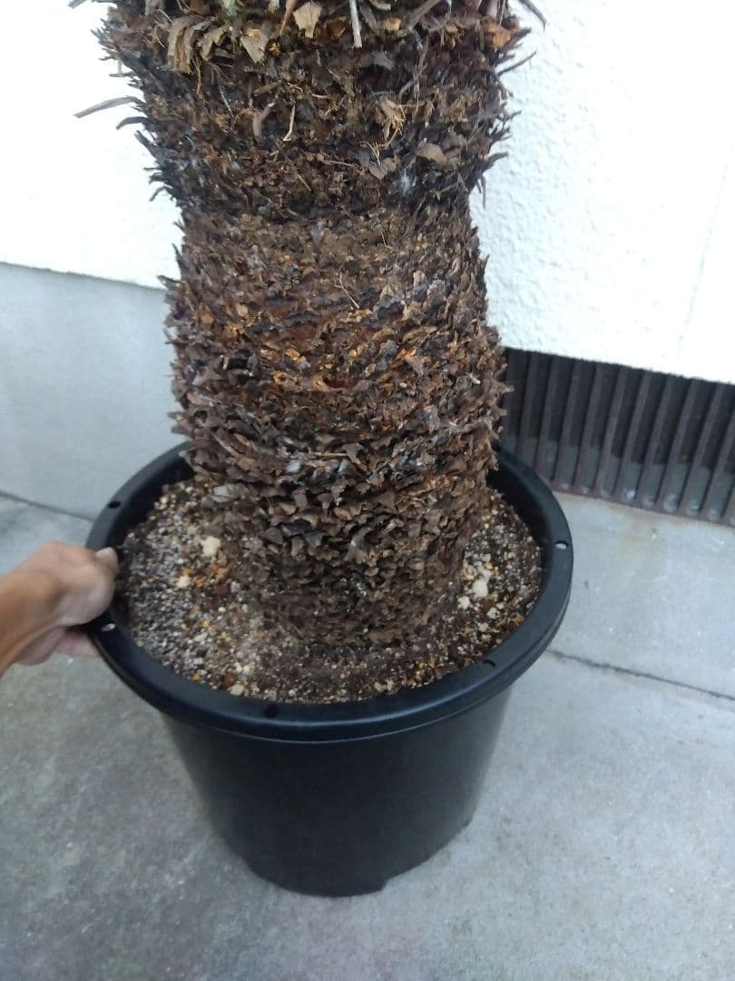 ソテツ　幹幅20センチ❗　①