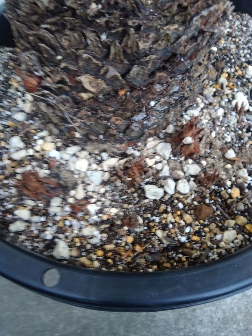 ソテツ　幹幅20センチ❗　①