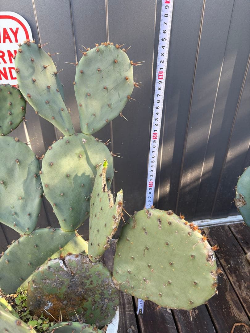 耐寒性強！団扇サボテン　オプンチアのフミフサ群生植え◇南国ユッカ島ドライガーデン