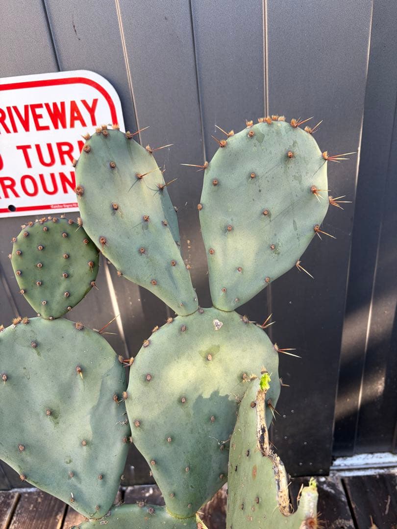 耐寒性強！団扇サボテン　オプンチアのフミフサ群生植え◇南国ユッカ島ドライガーデン