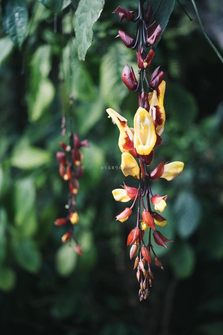 奇抜な銀レンズ！東京光学 Topcor 50mm F3.5 オールドレンズ