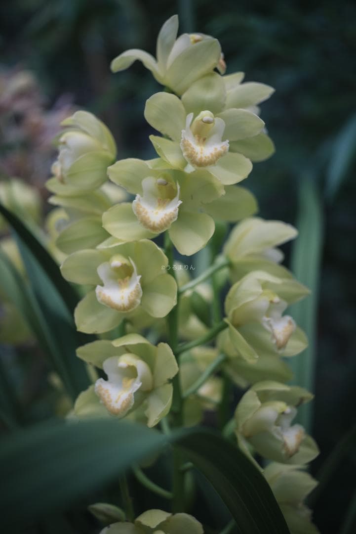 奇抜な銀レンズ！東京光学 Topcor 50mm F3.5 オールドレンズ