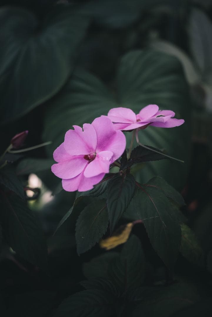 奇抜な銀レンズ！東京光学 Topcor 50mm F3.5 オールドレンズ