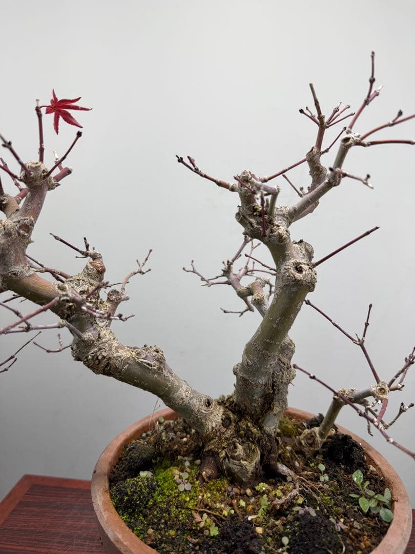 【ガチ盆栽】実生清玄 セイゲン　もみじ　品種保証