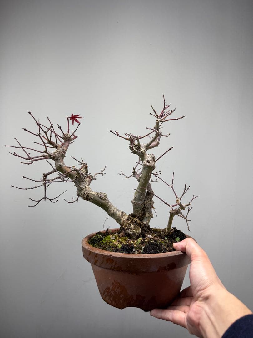 【ガチ盆栽】実生清玄 セイゲン　もみじ　品種保証