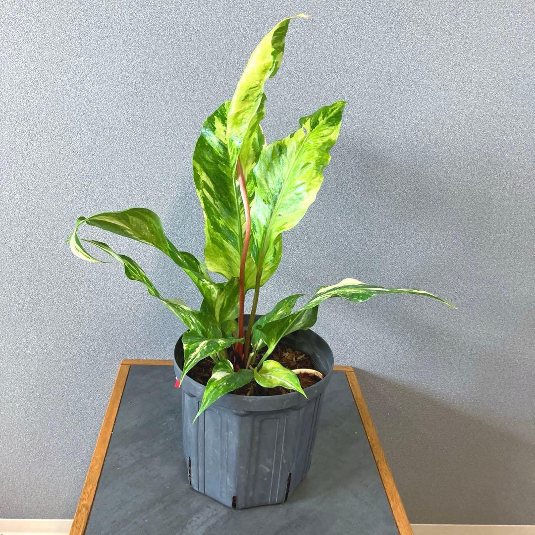 超希少❗️サイズ大❗️アンスリウム　ルネッサンス　斑入り✨