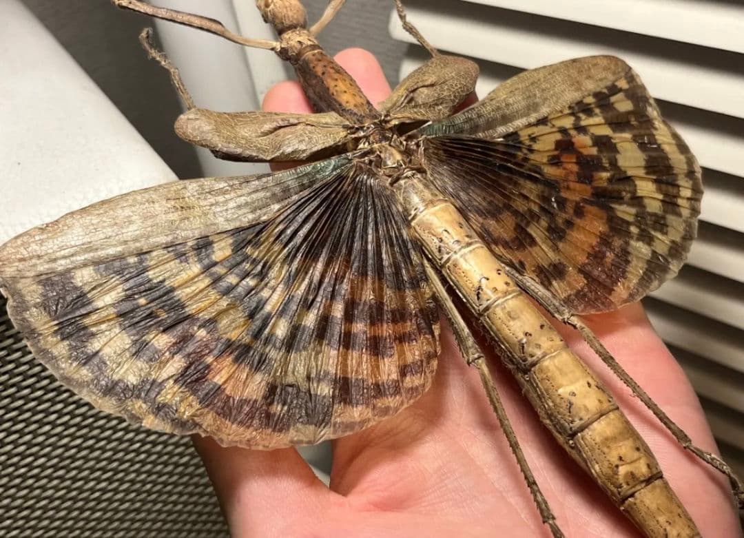【200mm】ギガスオオトビナナフシの昆虫標本 コノハムシカマキリマンテ