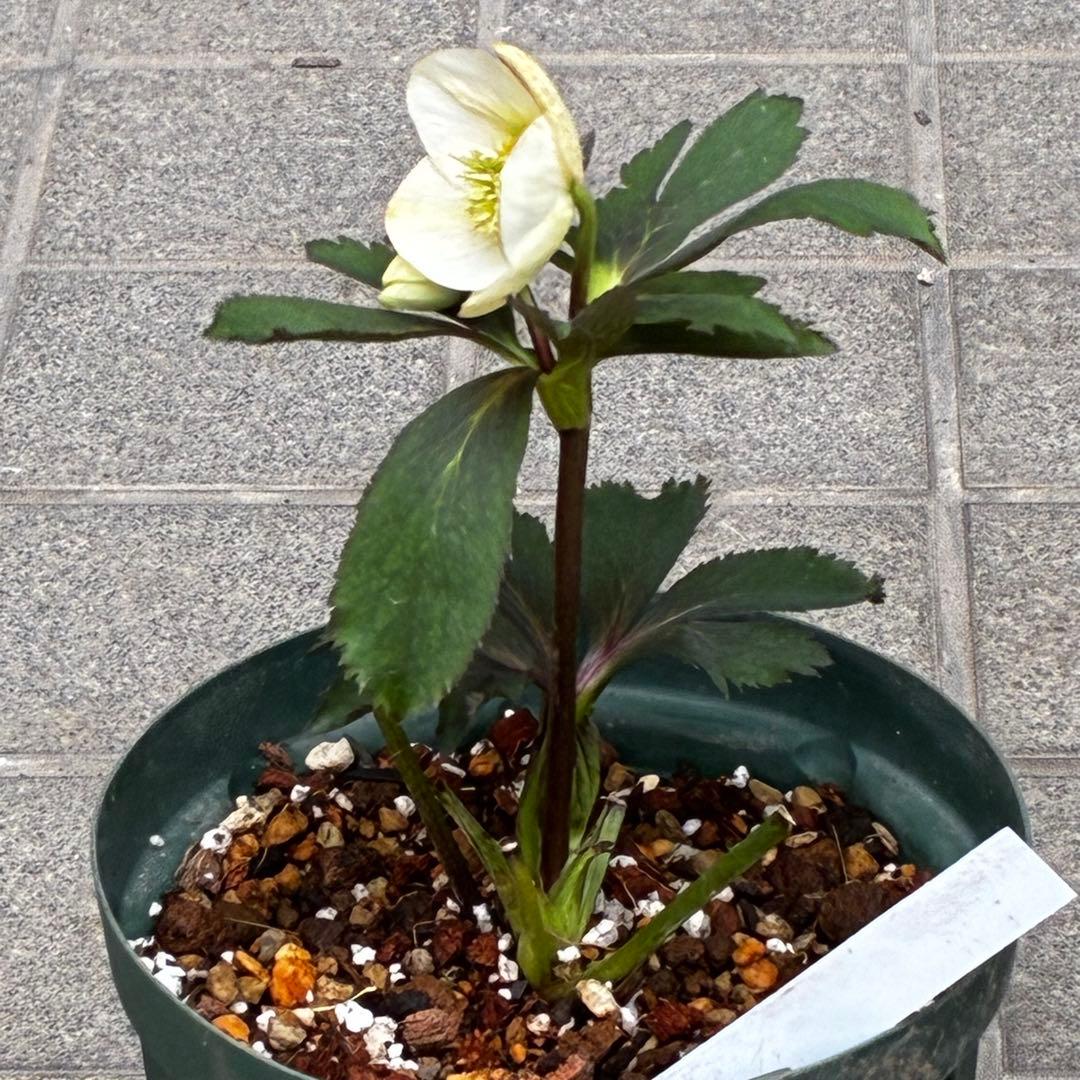 ま*ぎ様 3471☘️花、タグ付き☘️⭐️ポーセリン⭐️繊細柄⭐️小輪⭐️渋葉⭐