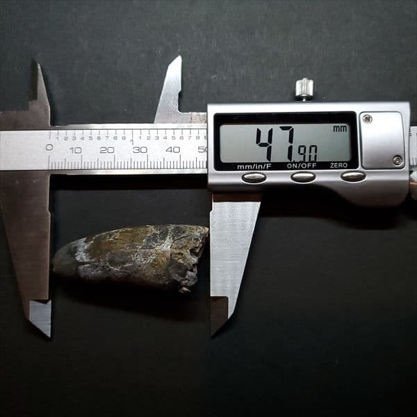 希少 スコミムス 化石 本物 ニジェール産 47.90mm sc7