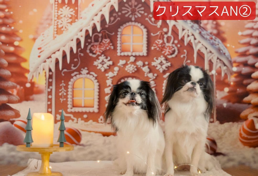 背景布【お正月I】サンプル　縦長　ペット撮影用ブース年賀状　梅の花　和柄　赤富士