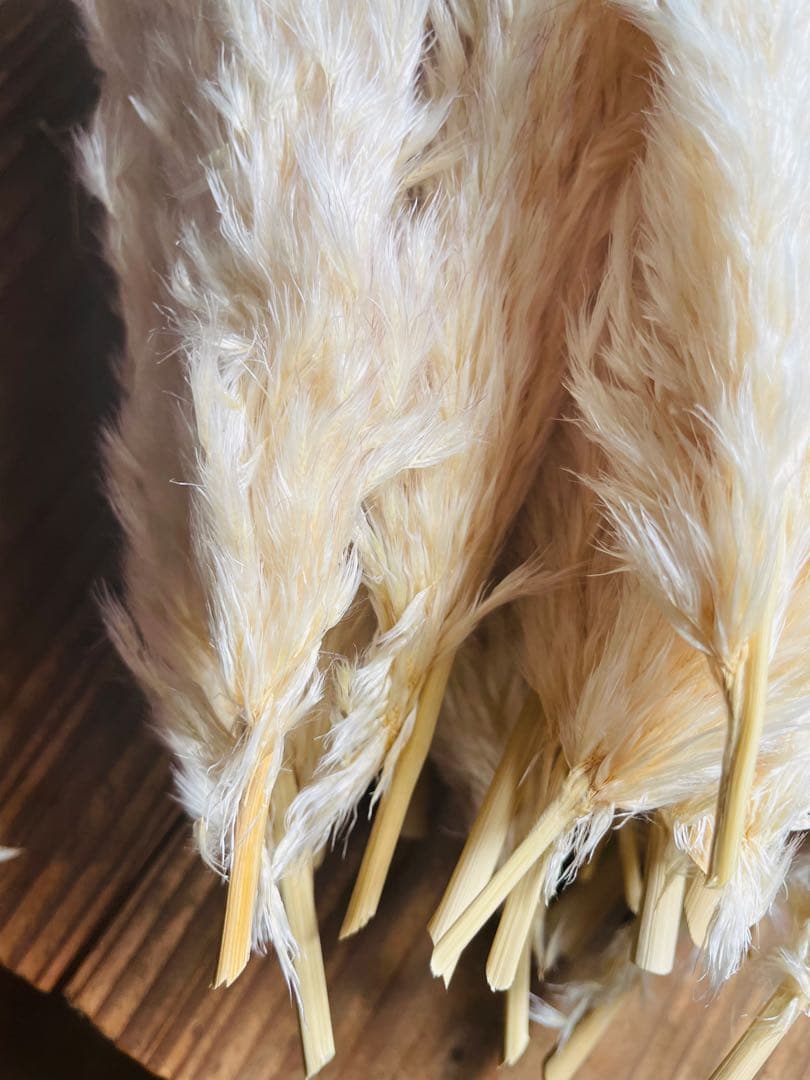 1月分　パンパスグラス　240本