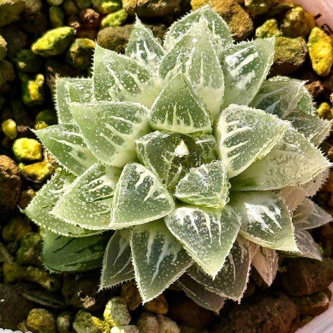 鯖*！様 氷砂糖錦　完璧な糊斑　子株付き　ハオルチア　観葉植物　55