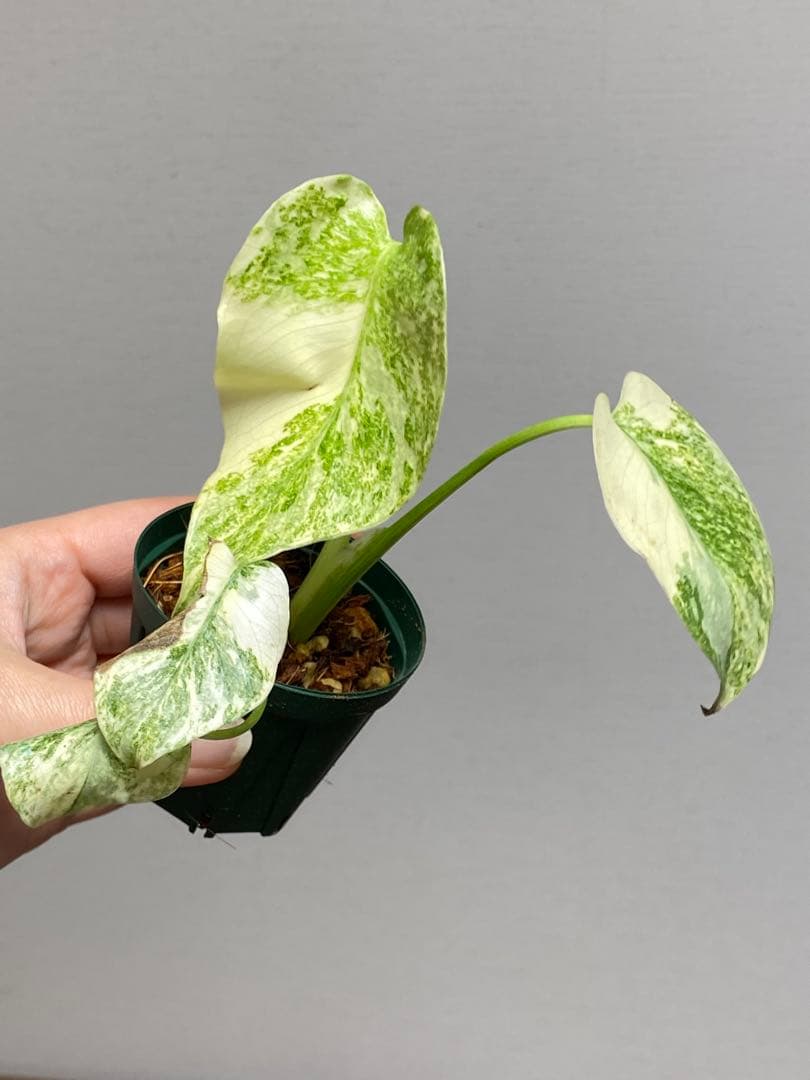 ご*ん様 【斑入り強め✨】モンステラ　デリシオーサ　レガシー　斑入り　希少　人気