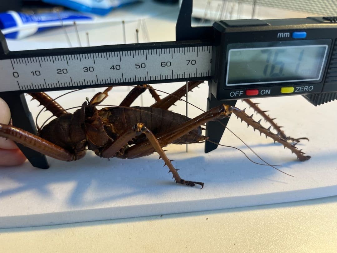 【螽斯最大級】トゲキリギリス 標本 スパイニーロブスター ナナフシコノハムシ