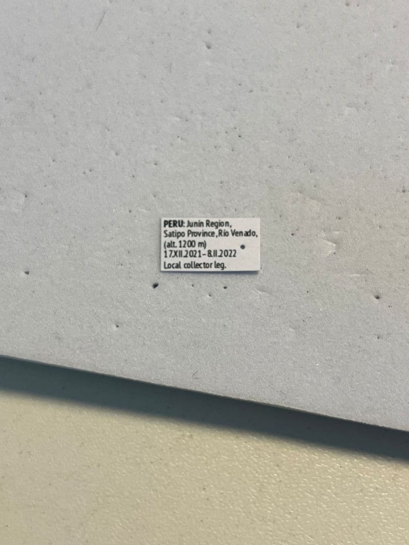 【25mm】ハキリアリの女王標本　Atta cephalotes？ パラポネラ