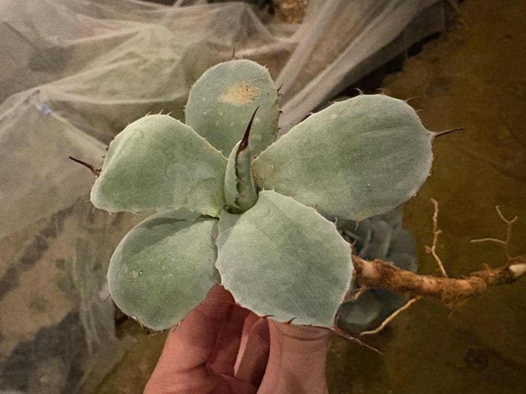 太*ん様 大株 約40センチ 【US産/300円スタート】トランカータ　ハンティ