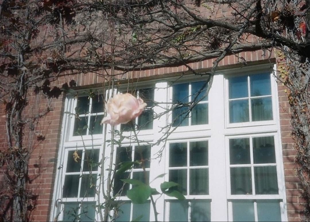 Olympus Af-1 フィルムカメラ