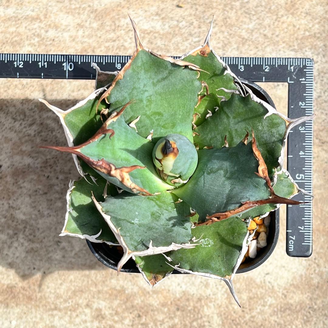 アガベ　チタノタ　黒犀牛　No.001　鉢、送料込　メルカリ便