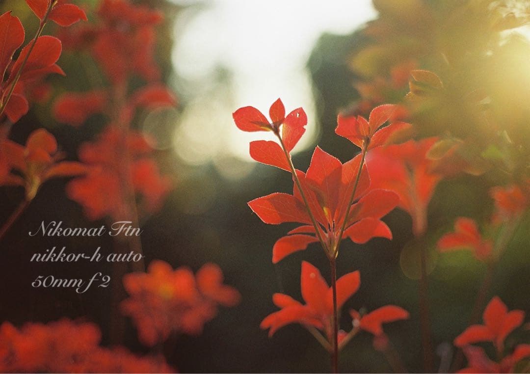 nikon ftn＊black＊50mm f2★完動品＊初期保証＊作例多数！