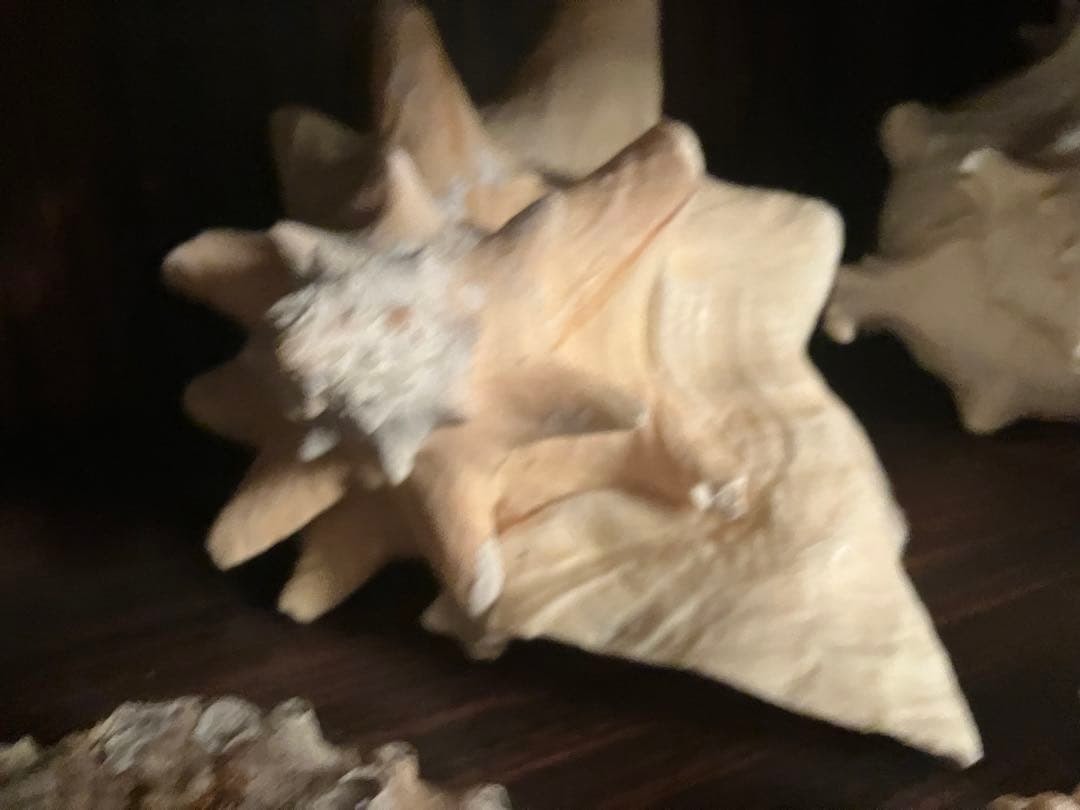 海の神秘　巨大貝殻　貝殻　コレクション　全25〜　珍品　奇品　南洋　オークション