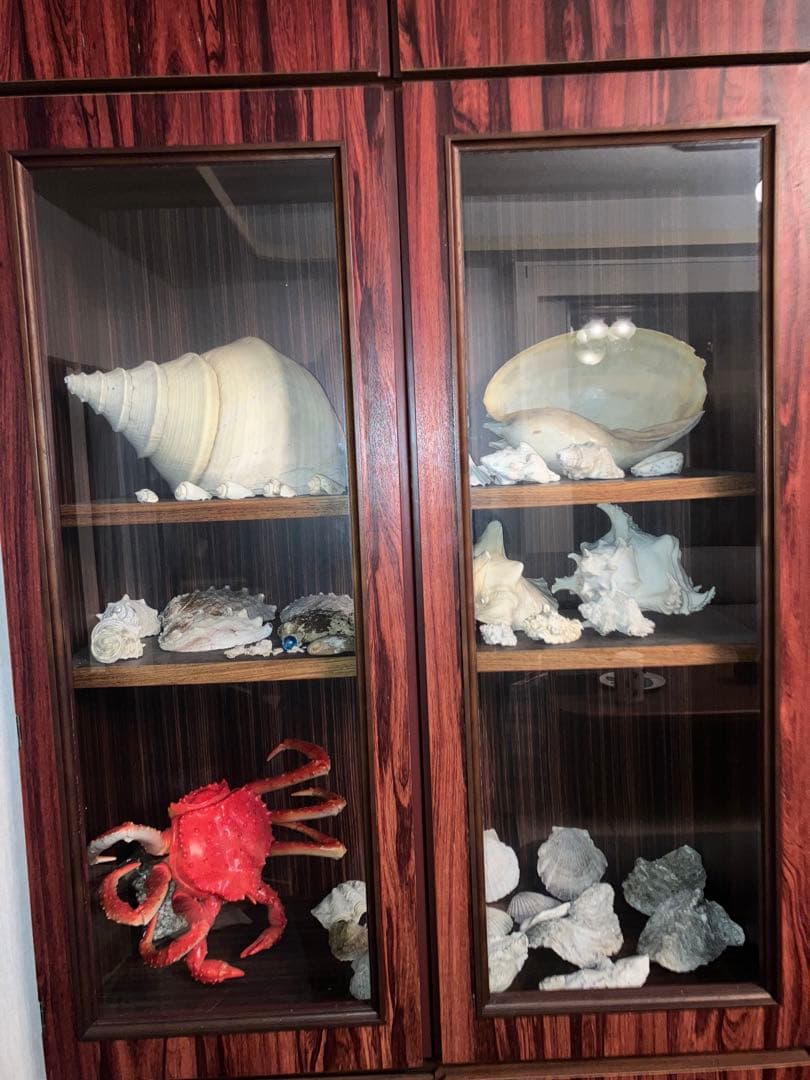 海の神秘　巨大貝殻　貝殻　コレクション　全25〜　珍品　奇品　南洋　オークション