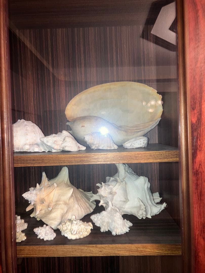 海の神秘　巨大貝殻　貝殻　コレクション　全25〜　珍品　奇品　南洋　オークション
