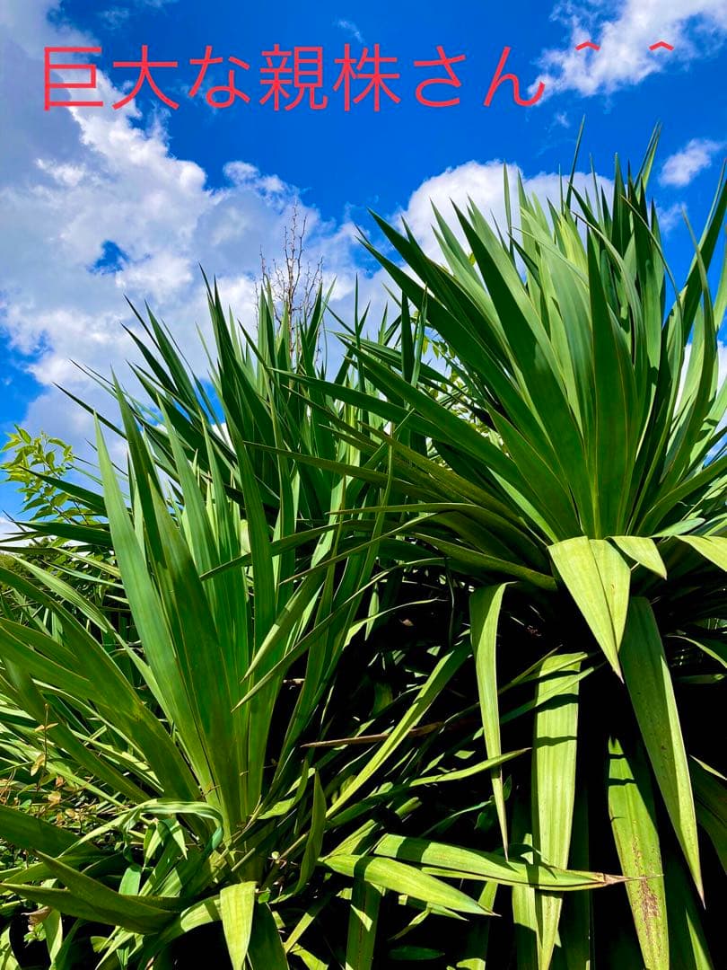 完売　　縁起木/完全野生化！ユッカグロリオサ/アツバキミガヨラン】クリスマスに！