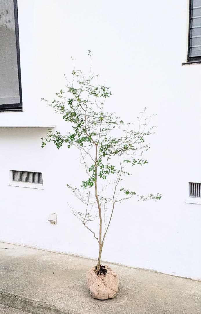 透き通るような。山採りドウダンツツジ。