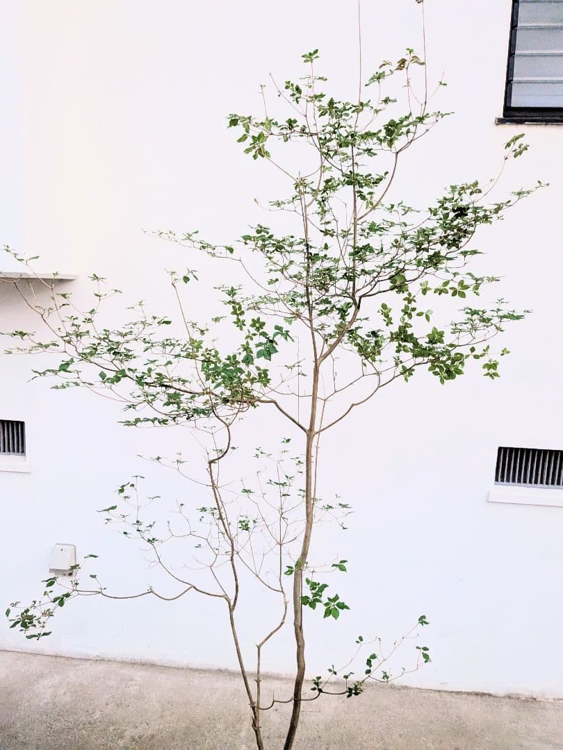 透き通るような。山採りドウダンツツジ。