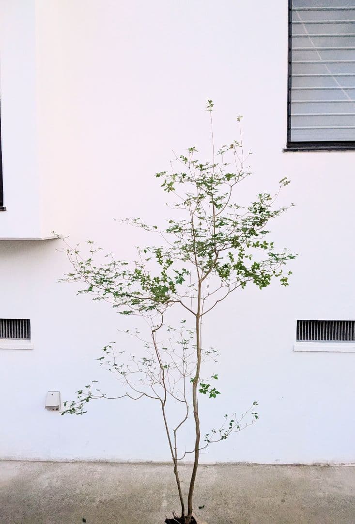 透き通るような。山採りドウダンツツジ。