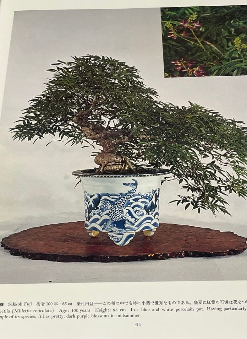 皇居の盆栽　盆栽　盆栽鉢　水盤