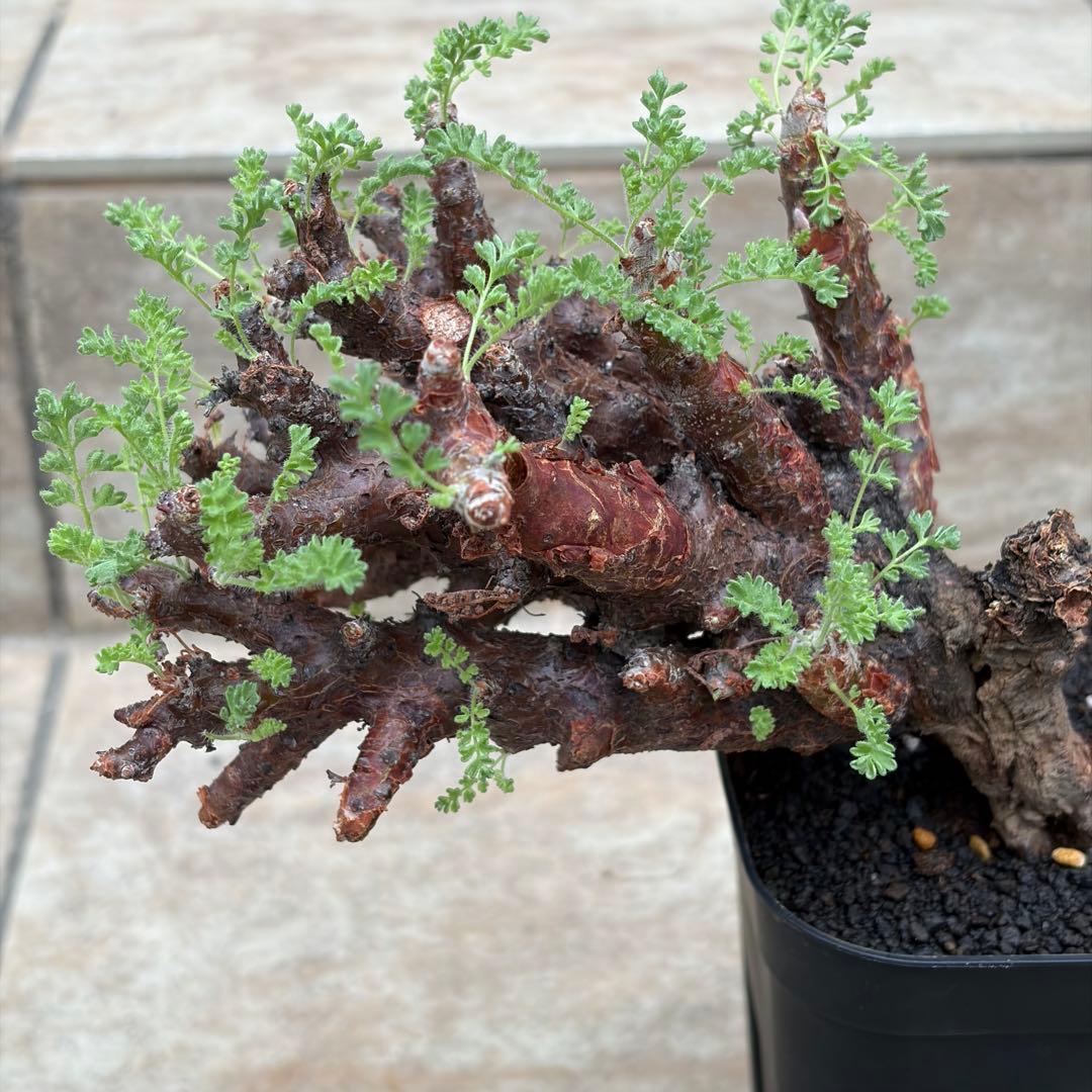 ペラルゴニウム　アルテルナンス　約3.5号鉢　No.003　鉢、送料込