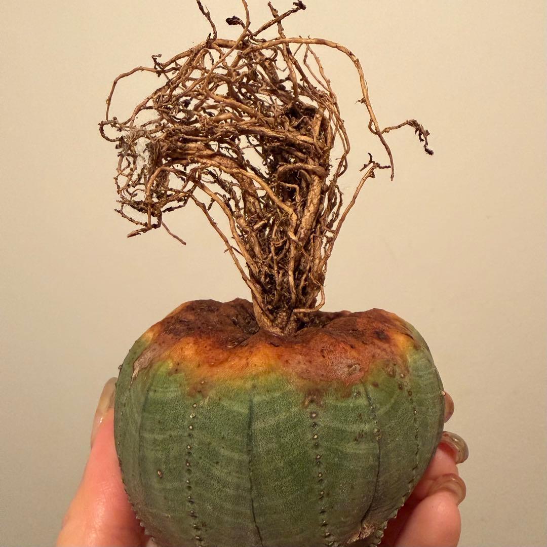 ユーフォルビア オベサ モンスト 大株