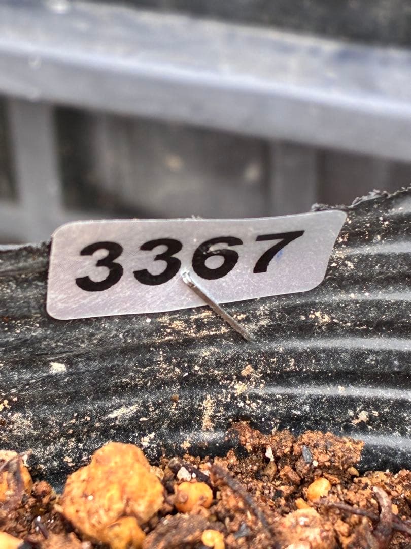 ヒ*イ様 ☘️蕾付き☘️3367⭐️グリーンリップ⭐️ 曽田園芸⭐️