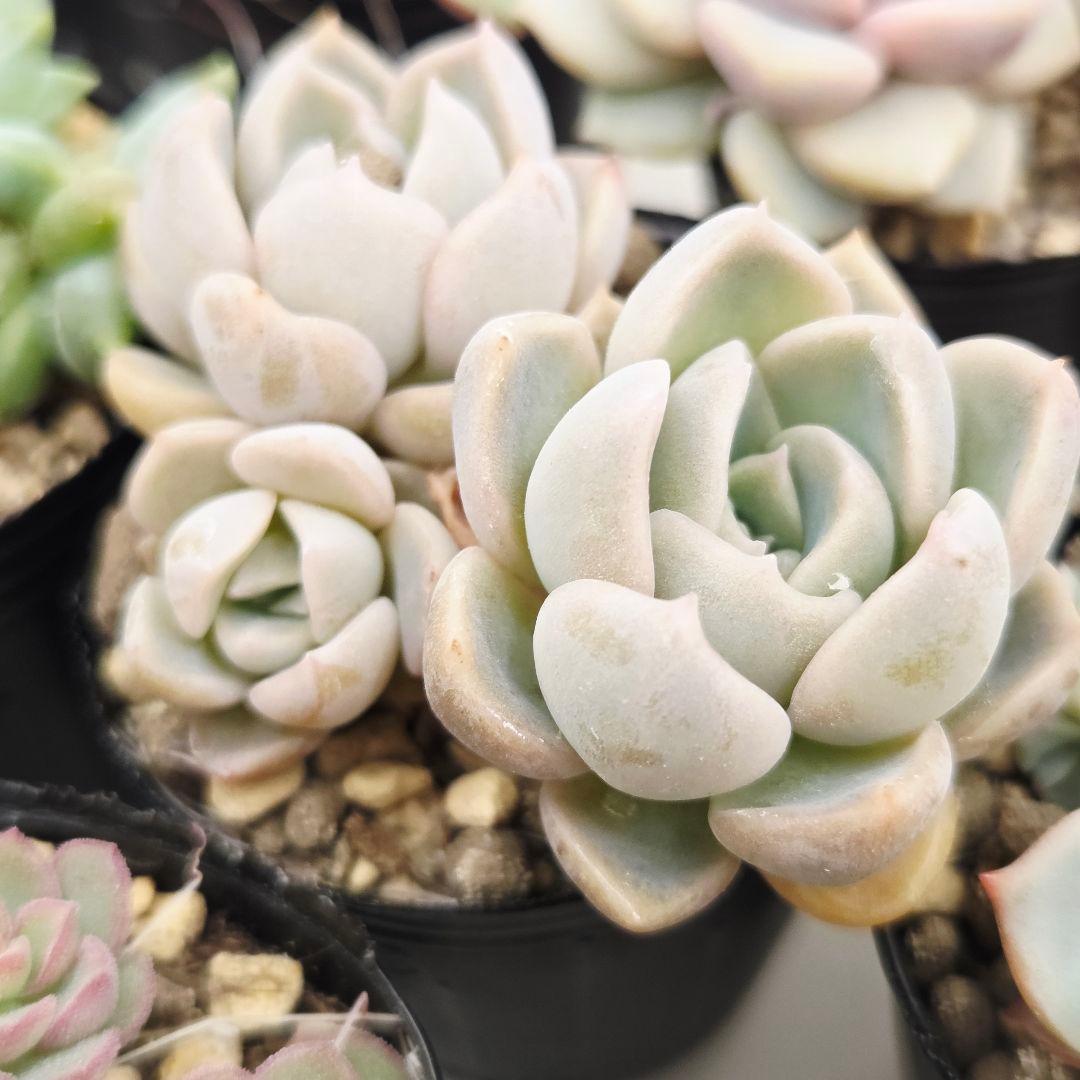 みー❀✼❅様全16苗⑧つぶつぶ屋さん キャラット❣️あられ❣️発根済ネコポス込