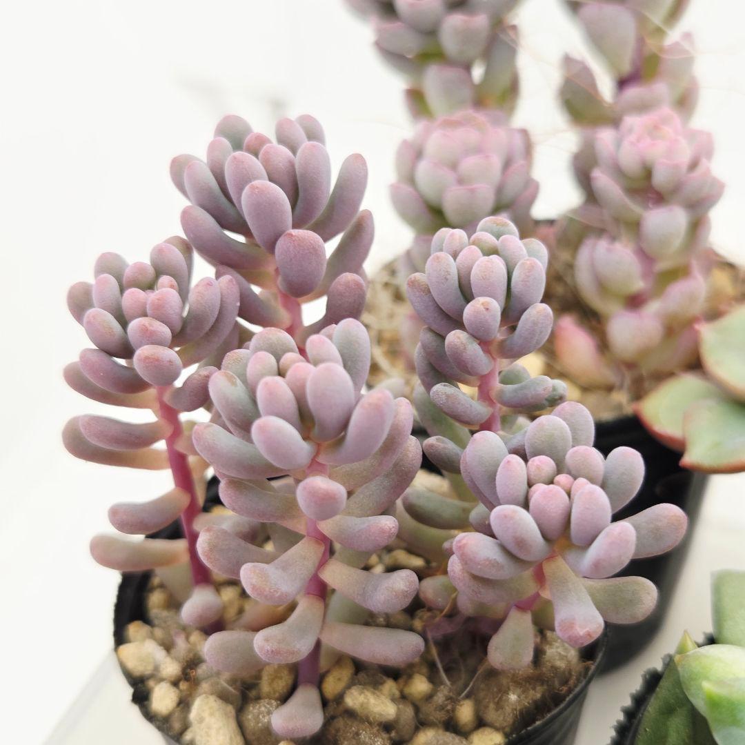 みー❀✼❅様全16苗⑧つぶつぶ屋さん キャラット❣️あられ❣️発根済ネコポス込