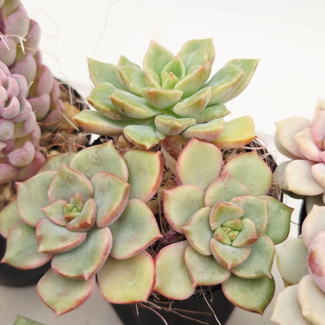 みー❀✼❅様全16苗⑧つぶつぶ屋さん キャラット❣️あられ❣️発根済ネコポス込