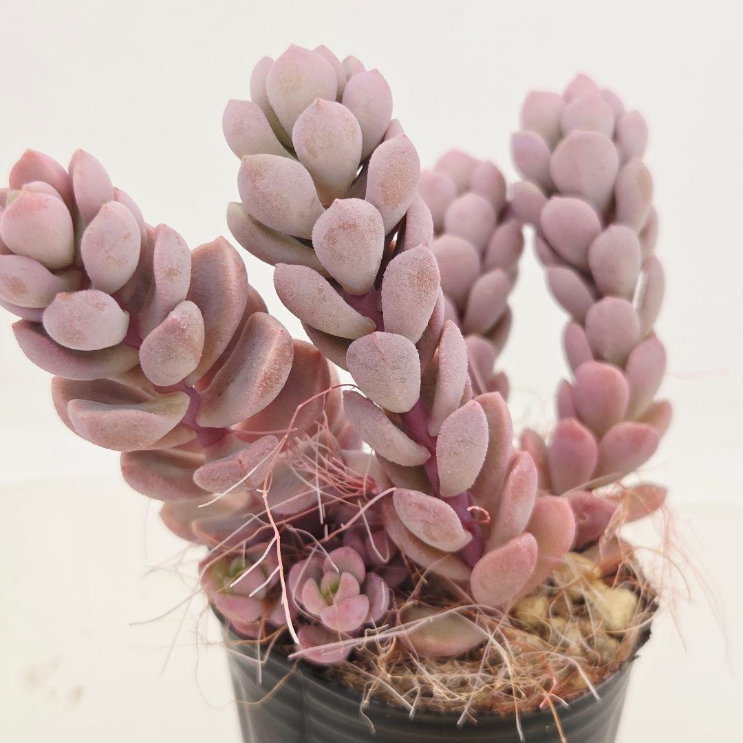 みー❀✼❅様全16苗⑧つぶつぶ屋さん キャラット❣️あられ❣️発根済ネコポス込