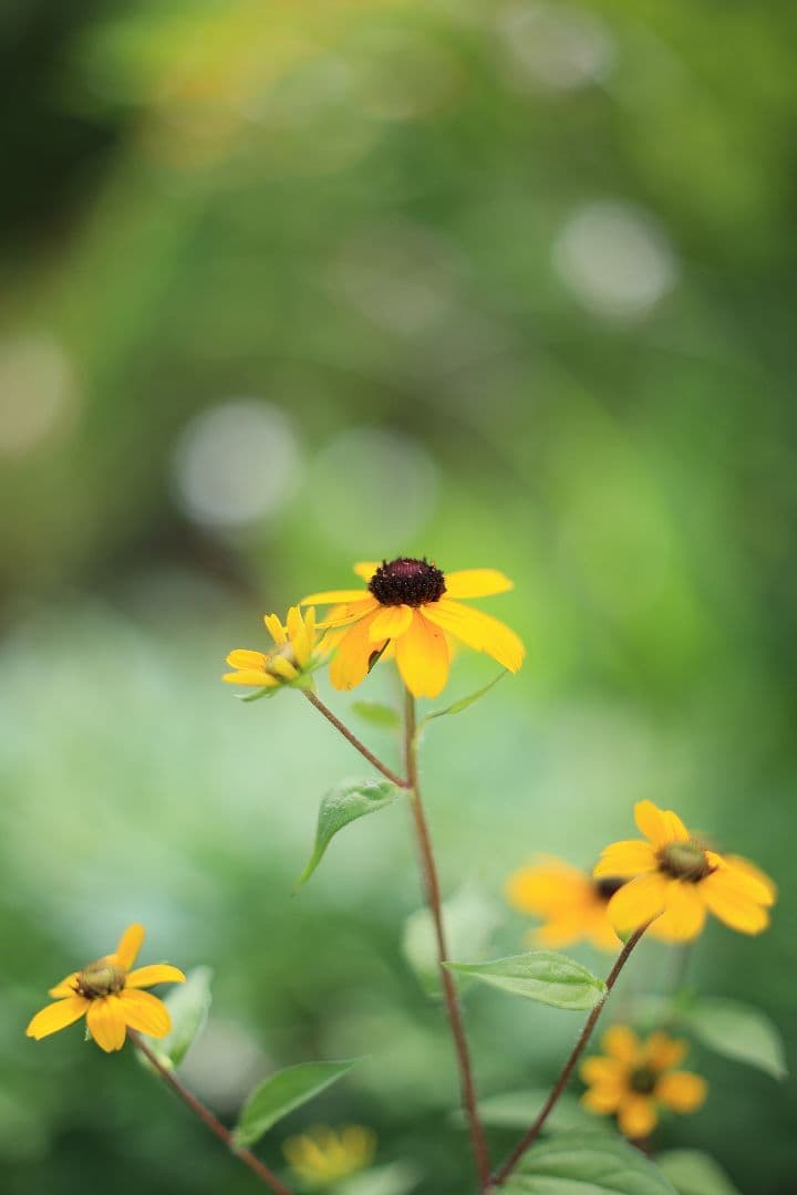 FUJINON 55mm F1.8 初期型 【光学美品】