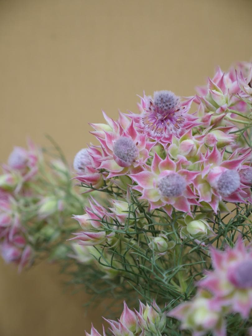 セルリア　ブラッシングブライト　ピンク　7号鉢　約90センチ　3