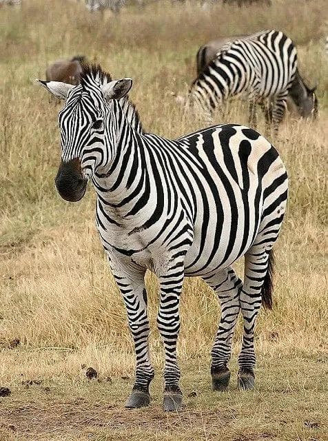 アフリカ　サバンナシマウマ 頭骨