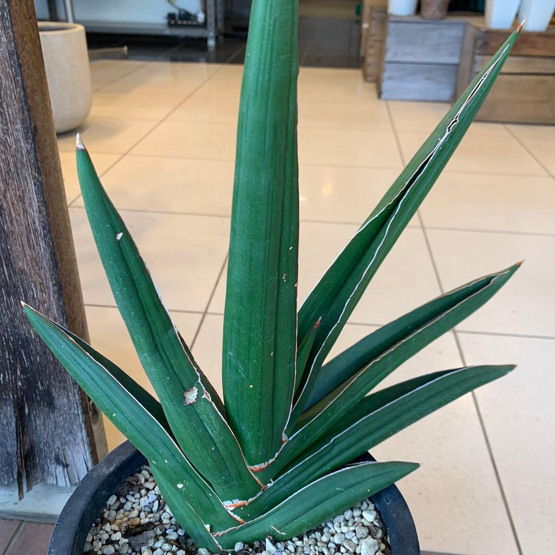 サンスベリア サムライドワーフ ファイバー鉢 お皿付き