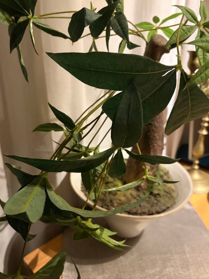 大作エミリオロバ仏製　リアルなパキラ　専門クリーニング済み