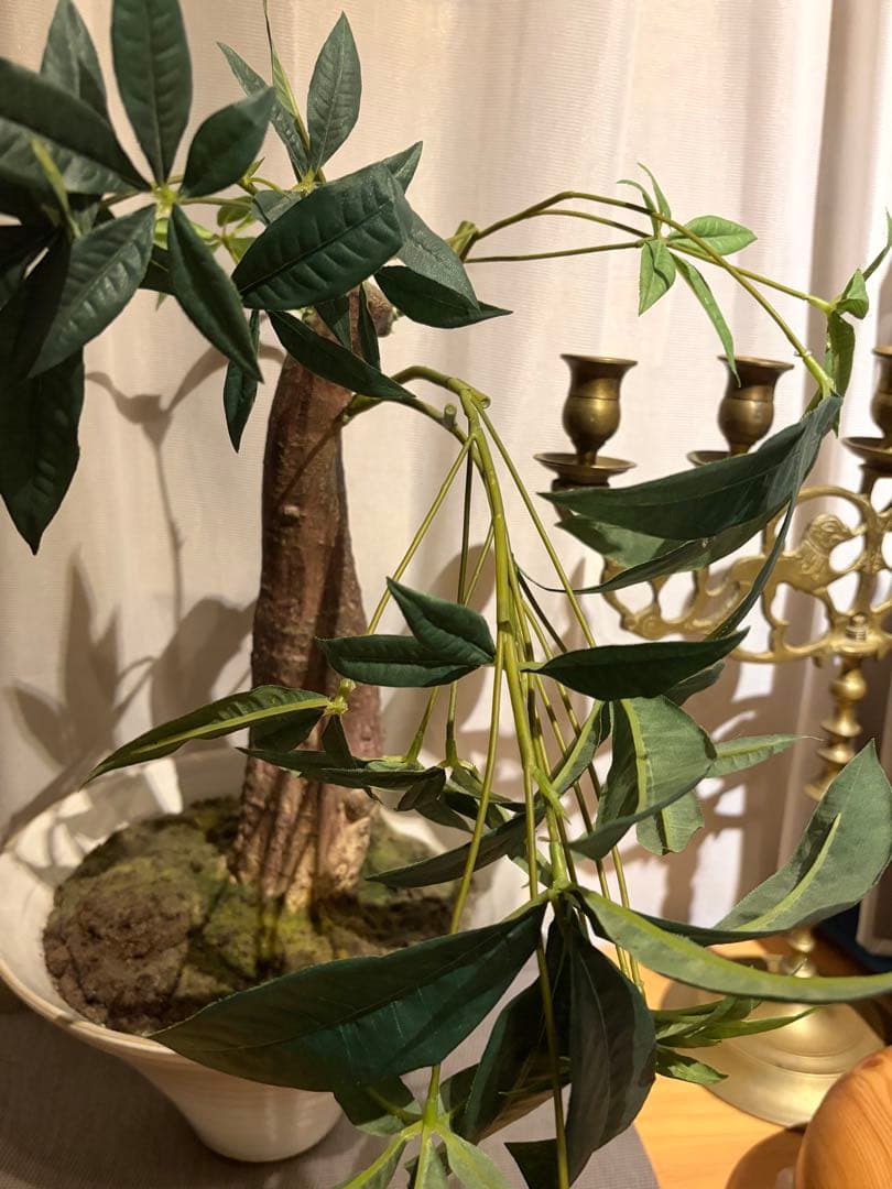 大作エミリオロバ仏製　リアルなパキラ　専門クリーニング済み