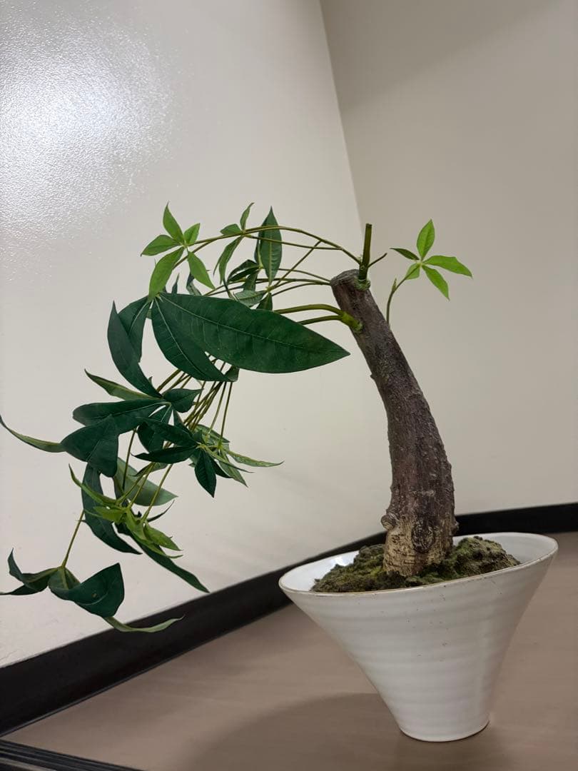 大作エミリオロバ仏製　リアルなパキラ　専門クリーニング済み