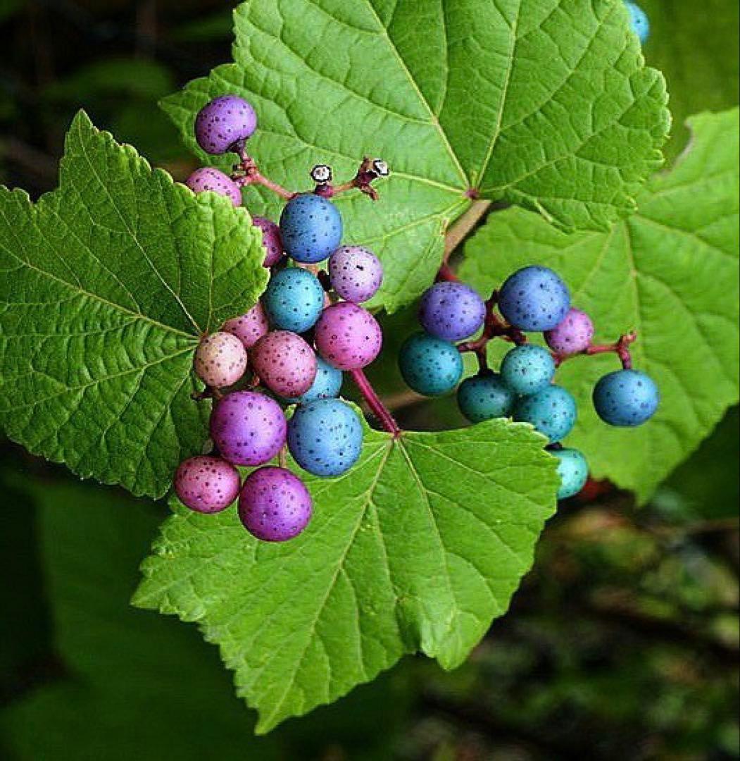 岩手県産 3kg 野ぶどう うまぶどう　冷凍クール便　薬膳　うまぶどう酒